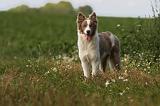 BORDER COLLIE 1090